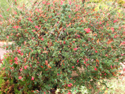 Baja Red Fairy Duster-Calliandra
